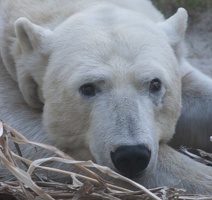 321-1844 San Diego Zoo - Polar Bear